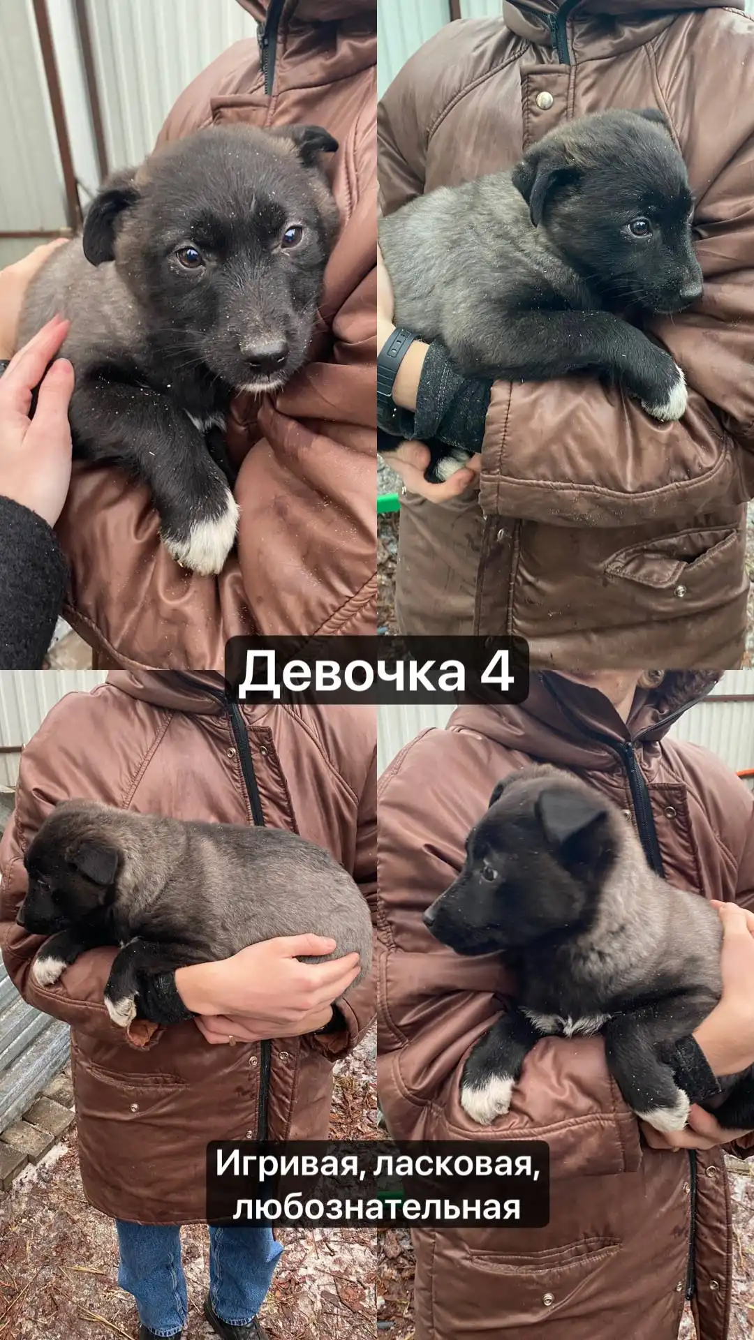 Продажа щенят девочек в Москве