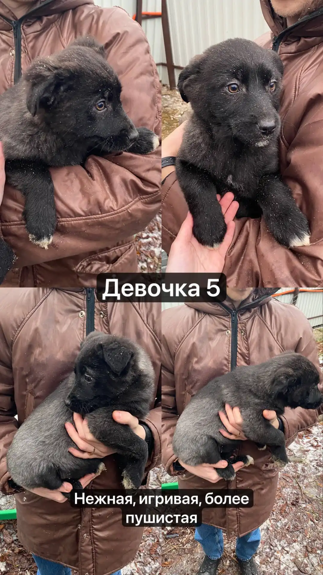 Продажа щенят девочек в Москве