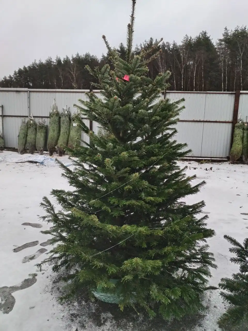 Продажа новогодних ёлок и услуг Деда Мороза