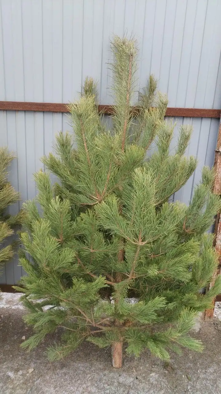 Продажа новогодних ёлок и услуг Деда Мороза