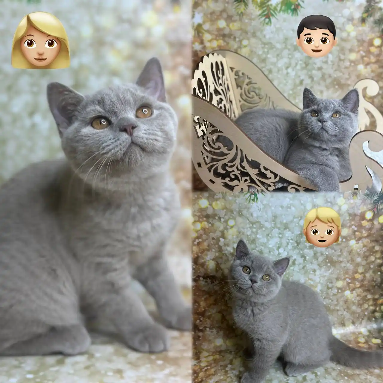 Продажа британских котят