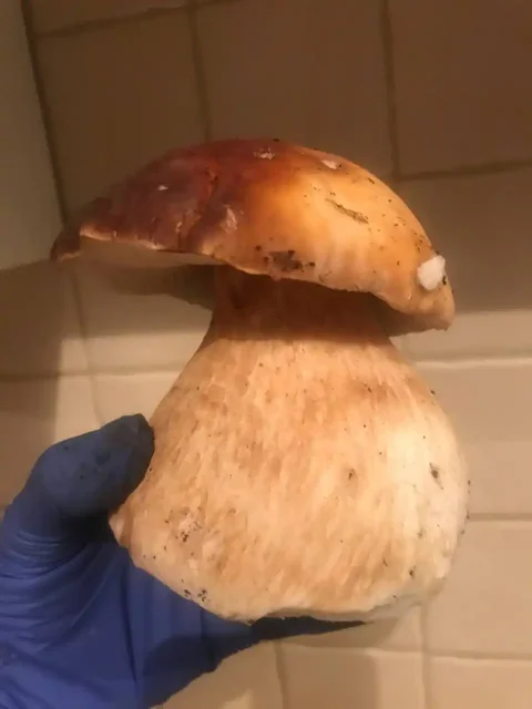 Продам круглогодичную дачу - частное объявление в Москва