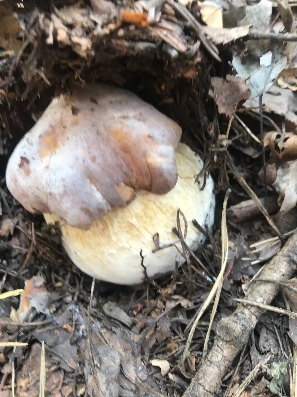 Продам круглогодичную дачу - Дачи (Недвижимость) в Москва