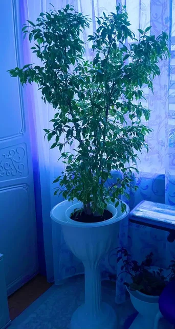 Бенджамины более 1 метра - Съедобные подарки в Москва