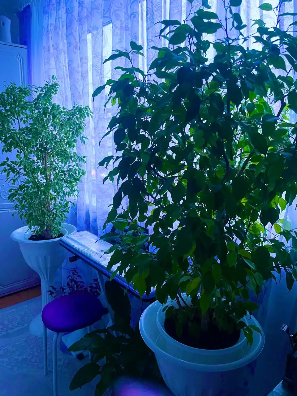 Бенджамины более 1 метра - Барахолка в Москва