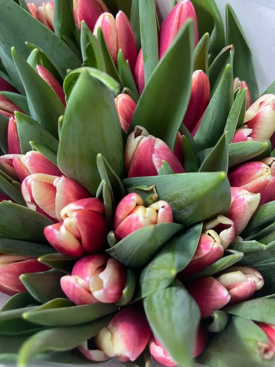 Букеты тюльпанов к 8 Марта с брендированием - Цветы (Барахолка) в Москва