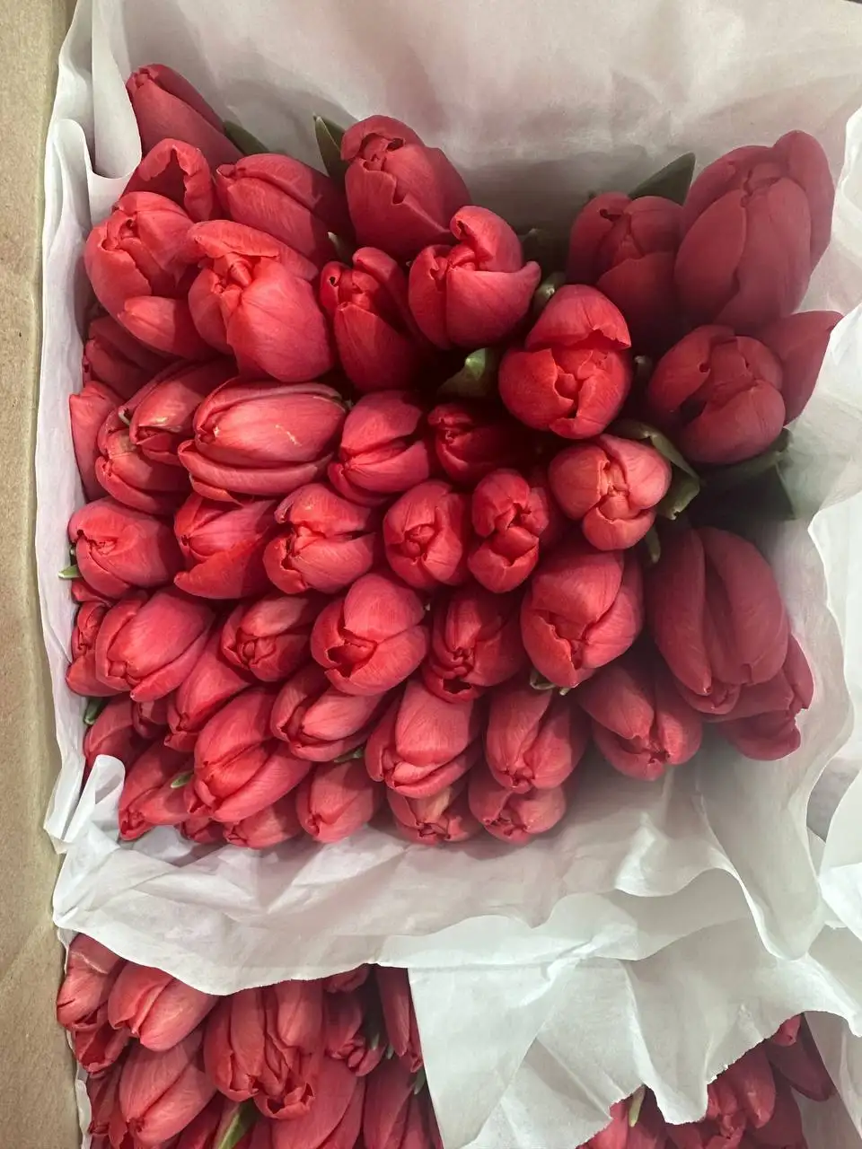 Тюльпаны к 8 Марта с брендированием и доставкой - Цветы (Хобби и отдых) в Москва