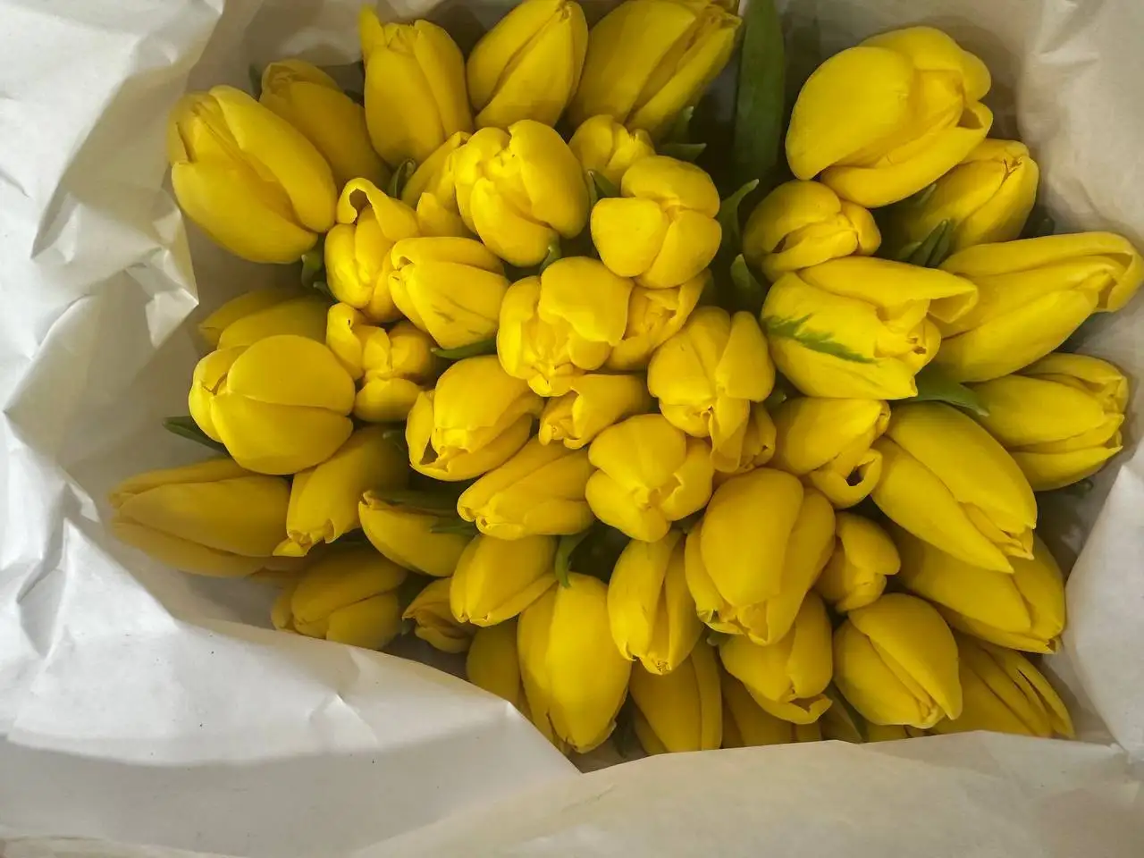 Тюльпаны к 8 Марта с брендированием и доставкой - Цветы (Хобби и отдых) в Москва