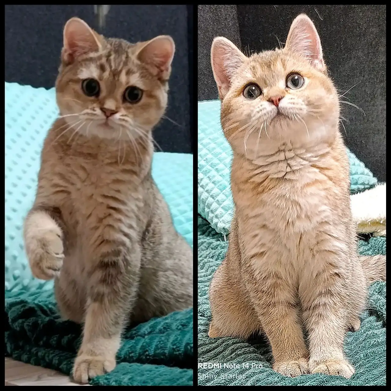 Шотландский чистопородный кот Зенит и Зевс - Кошки (Животные) в Москва