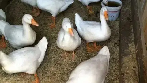 Продаются гуси породы Линда 8 месяцев - Птица (Животные) в село Романово