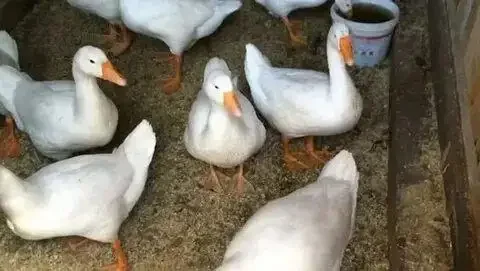 Продаются гуси породы Линда 8 месяцев - Птица в село Романово