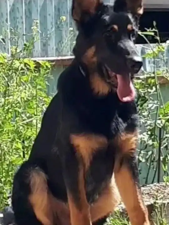 Щенок немецкой овчарки 3 месяца