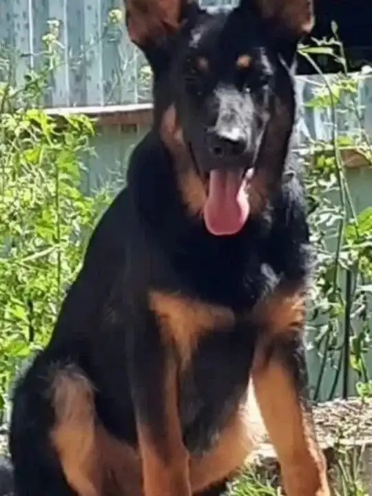 Щенок немецкой овчарки 3 месяца