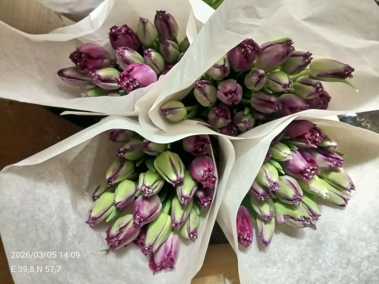 Продажа тюльпанов собственного производства в Ярославле - Растения (Хобби и отдых) в Ярославль