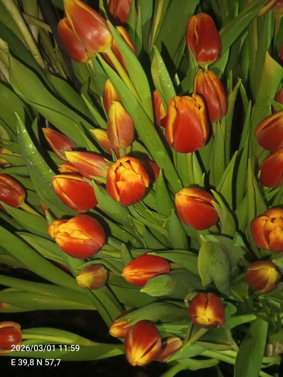 Продажа тюльпанов собственного производства в Ярославле - Растения (Хобби и отдых) в Ярославль