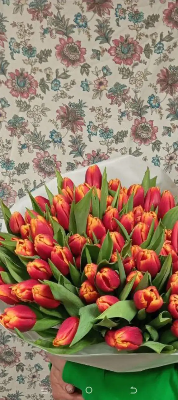 Продажа тюльпанов собственного производства в Ярославле - Растения (Хобби и отдых) в Ярославль