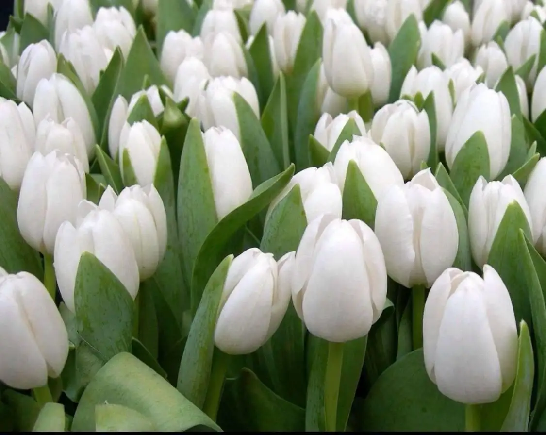 Продажа тюльпанов собственного производства в Ярославле - Растения (Хобби и отдых) в Ярославль