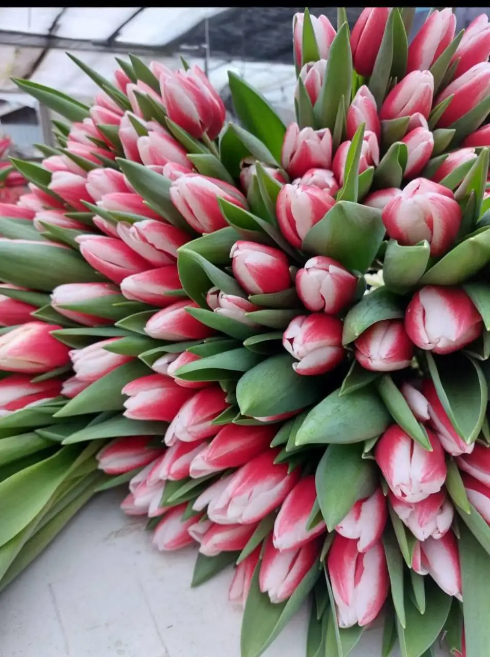 Продажа тюльпанов собственного производства в Ярославле - Растения (Хобби и отдых) в Ярославль