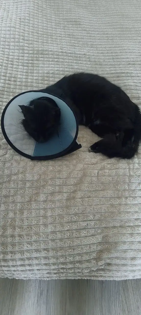 Найден кот в районе Суздалки - Кошки (Животные) в Ярославль