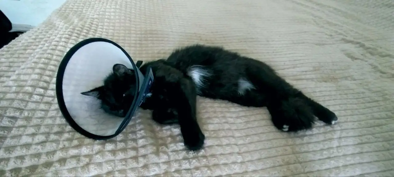 Найден кот в районе Суздалки - Кошки (Животные) в Ярославль