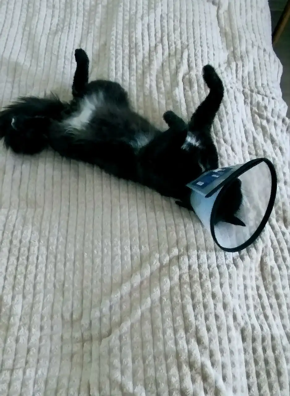 Найден кот в районе Суздалки - Кошки (Животные) в Ярославль