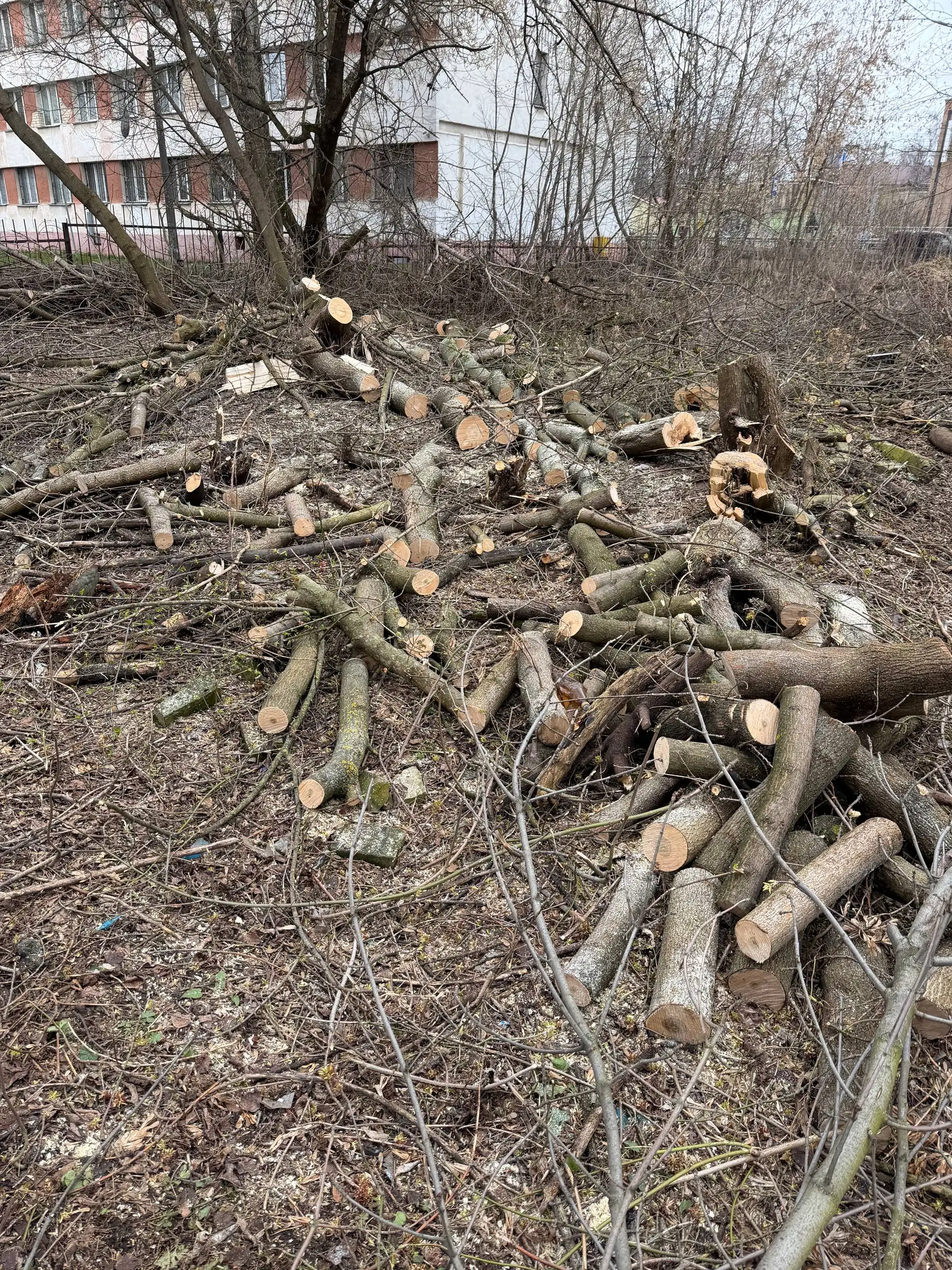 Бесплатные бревна береза, ясень, липа - Дрова, стройматериалы (Для дома и дачи) в Ярославль