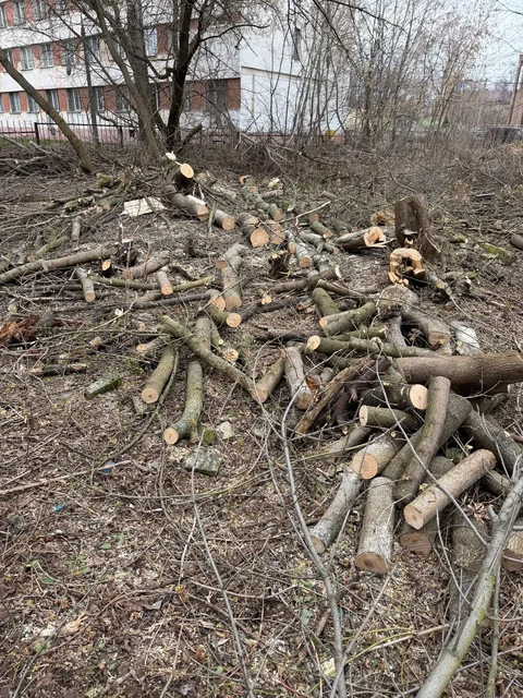 Бесплатные бревна береза, ясень, липа - Инструменты в Ярославль