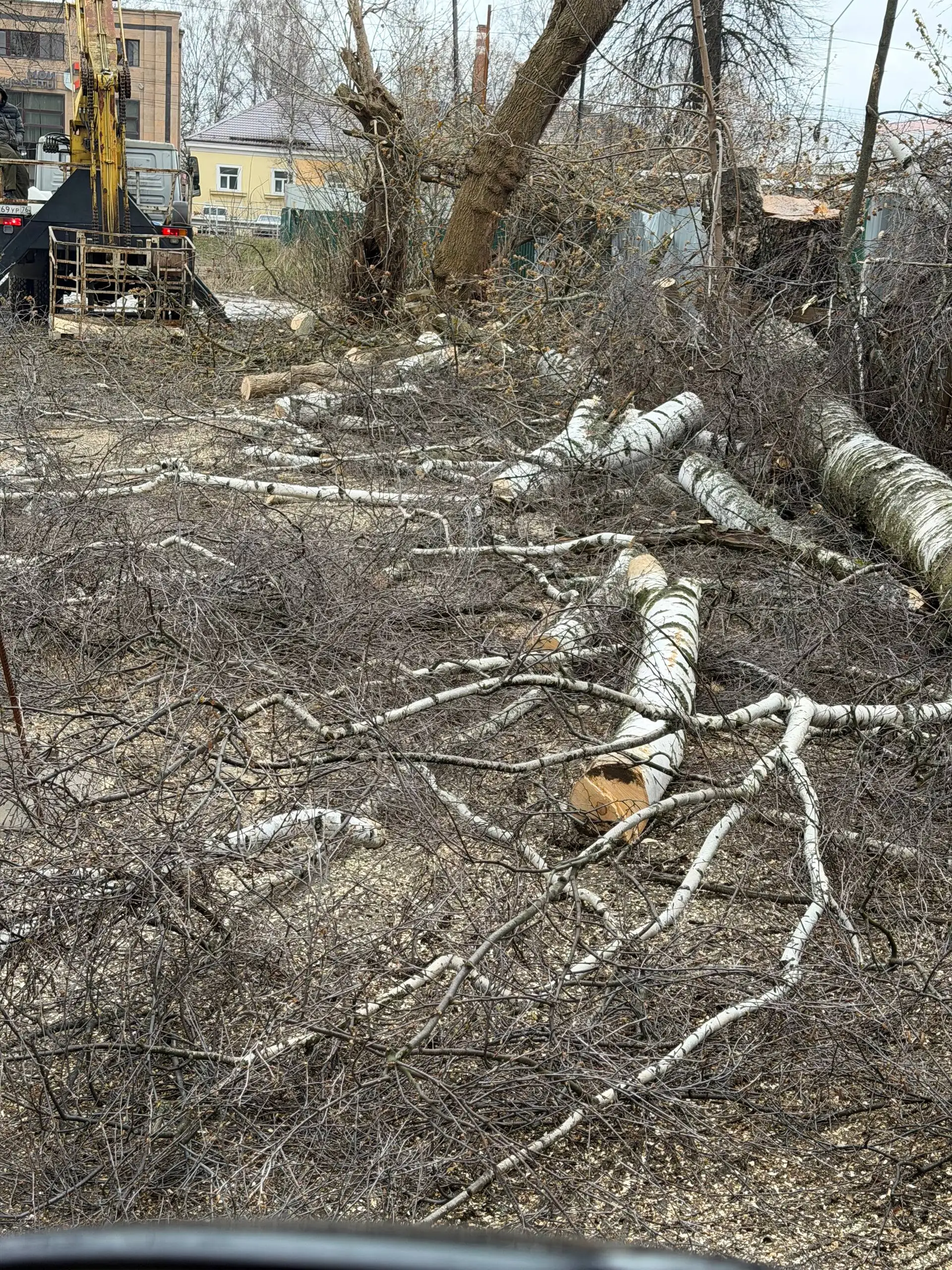 Бесплатные бревна береза, ясень, липа - Дрова, стройматериалы (Для дома и дачи) в Ярославль