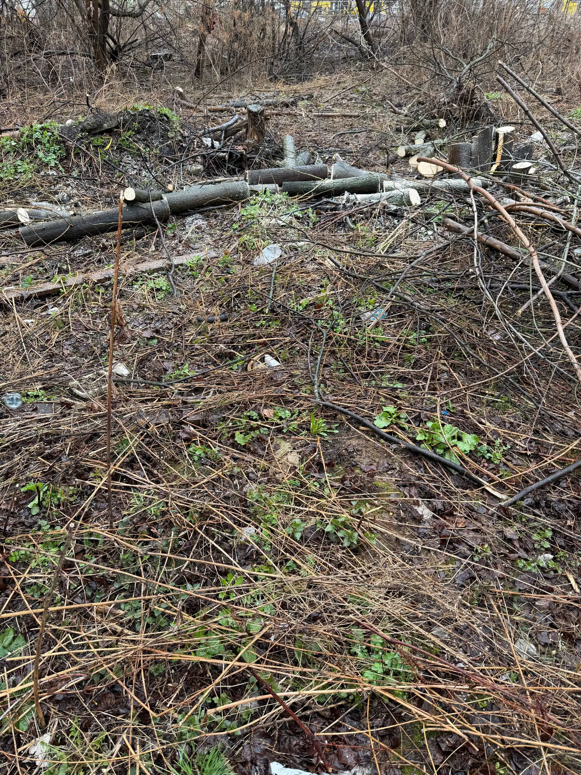 Бесплатные бревна береза, ясень, липа - Дрова, стройматериалы (Для дома и дачи) в Ярославль