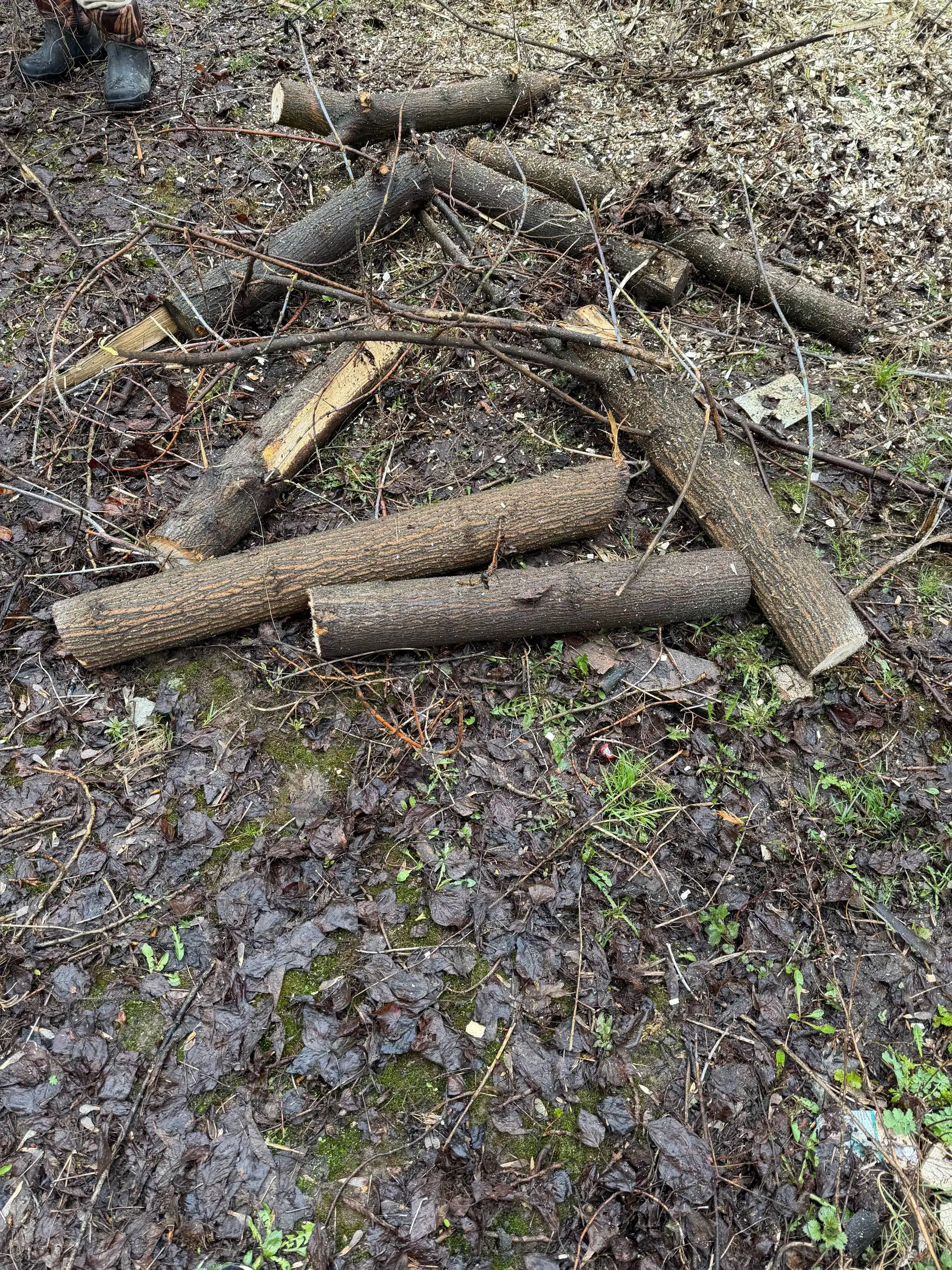 Бесплатные бревна береза, ясень, липа - Дрова, стройматериалы (Для дома и дачи) в Ярославль