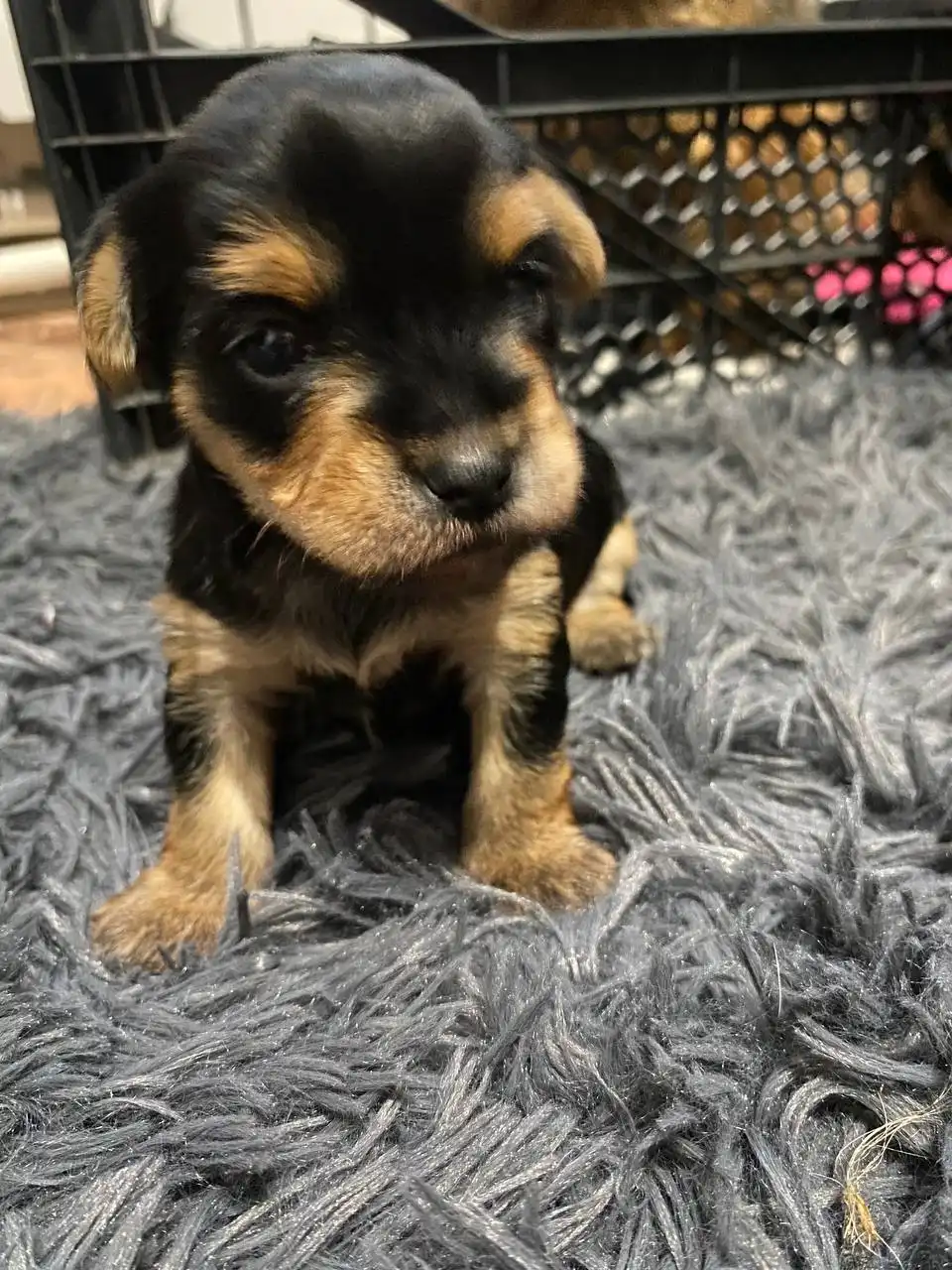 Щенки йоркширского терьера мини