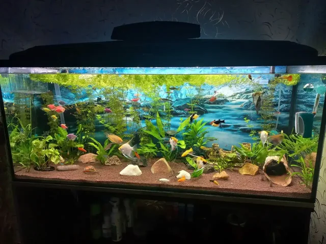 Аквариум с тумбой 240л - Хобби и отдых в Ярославль