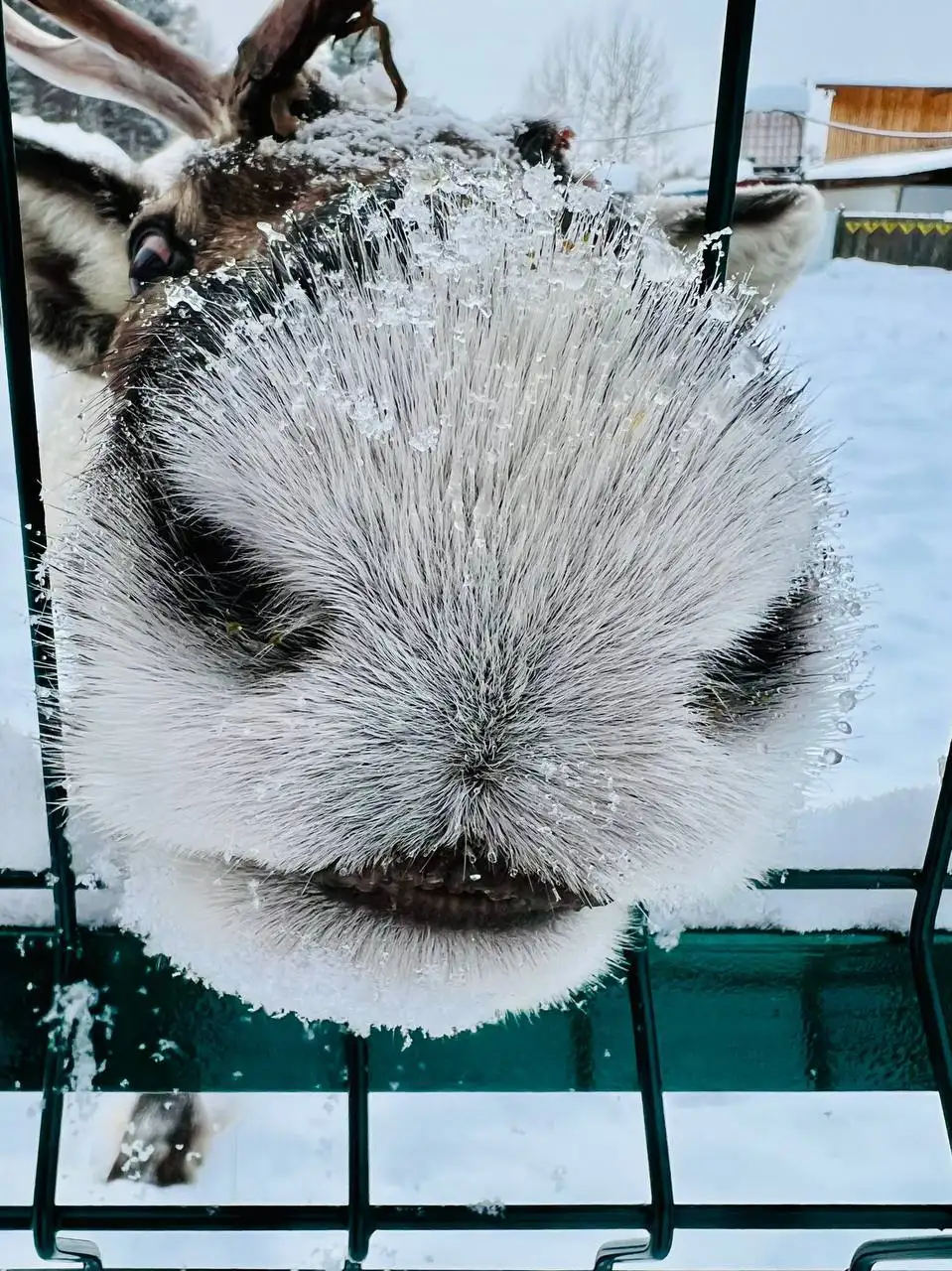 Проводы зимы для детей с животными и катанием - Детские праздники (Услуги) в Пермь