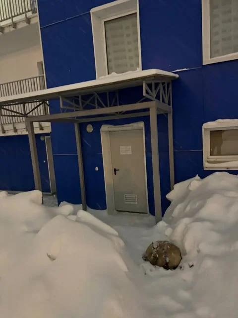 Найдена собака в Красных казармах - Собаки в Пермь