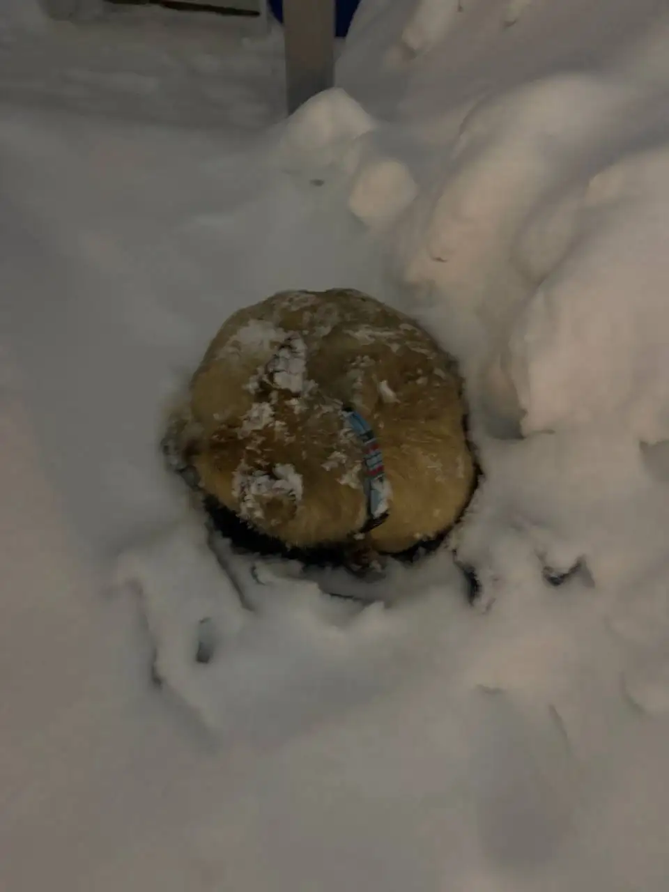 Найдена собака в Красных казармах - Найденные животные (Животные) в Пермь