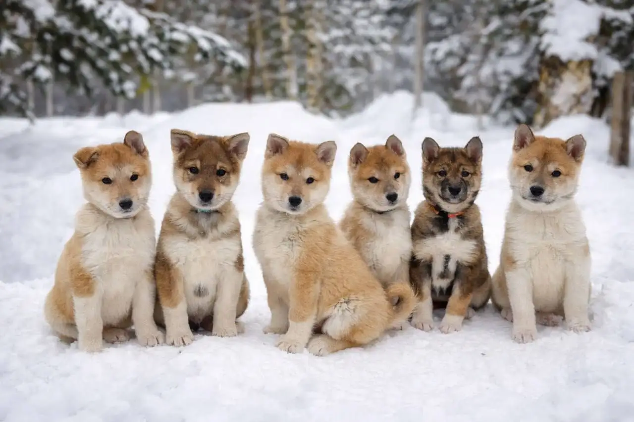 Продажа щенков ЛЗС с документами - Собаки (Животные) в Пермь