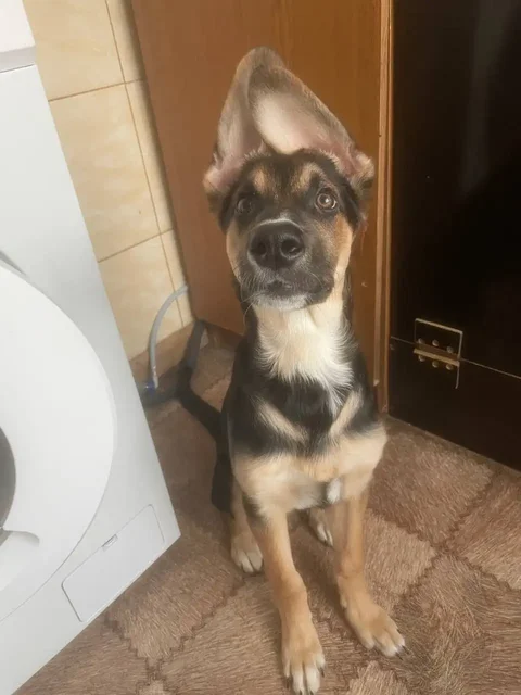 Щенок ищет новых хозяев - Кошки/Котята в Пермь