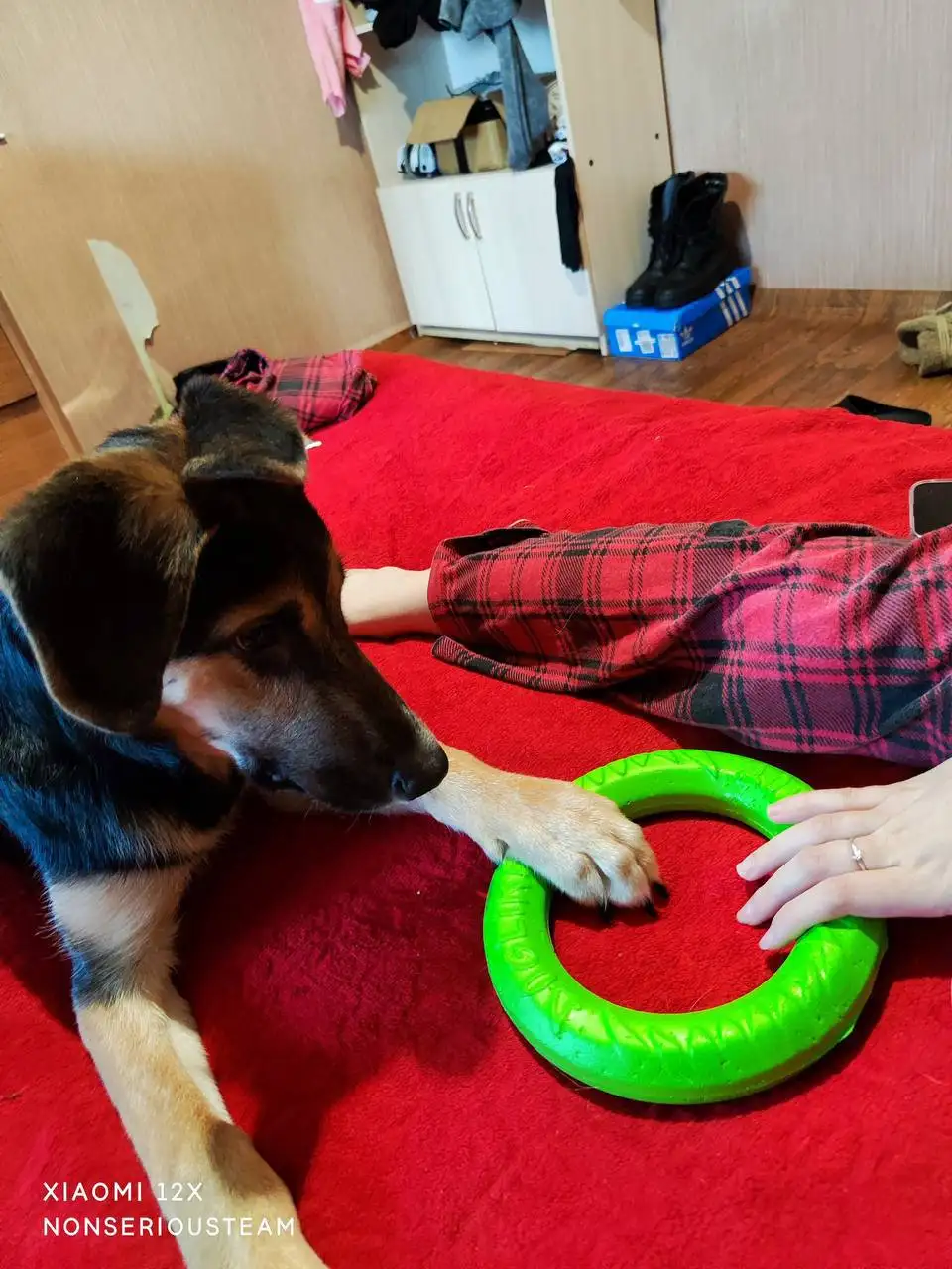 Щенок ищет новых хозяев - Собаки (Животные) в Пермь