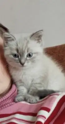 Котёнок рыжей расцветки - Кошки/Котята (Животные) в Пермь