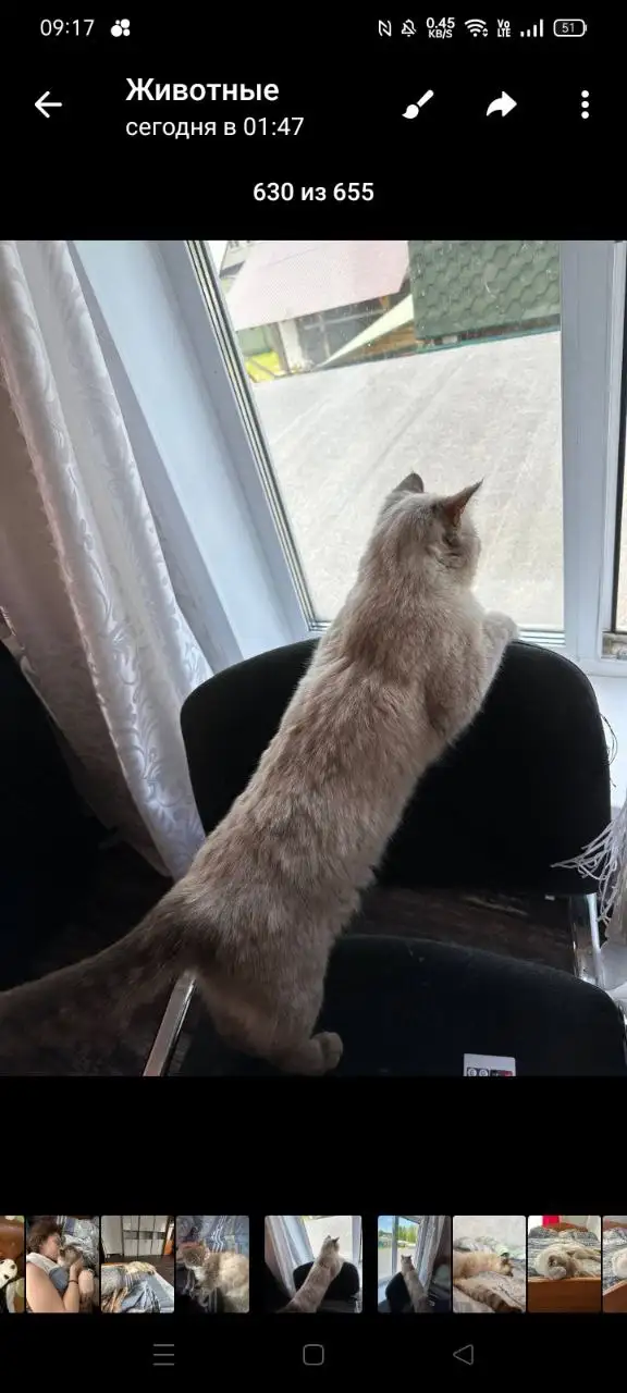 Котёнок рыжей расцветки - Кошки/Котята (Животные) в Пермь