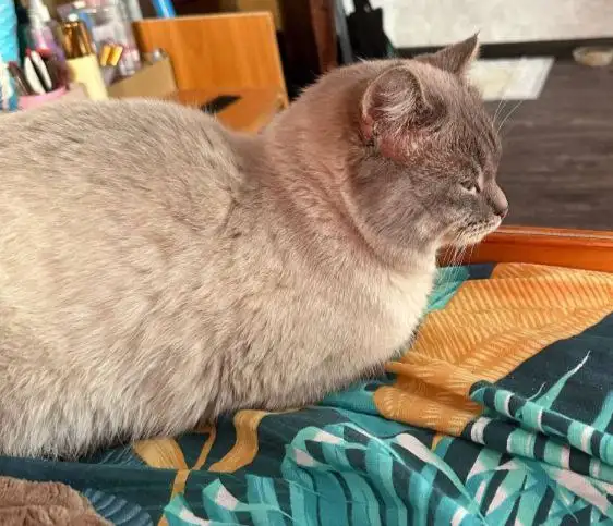 Котёнок рыжей расцветки - Кошки/Котята (Животные) в Пермь