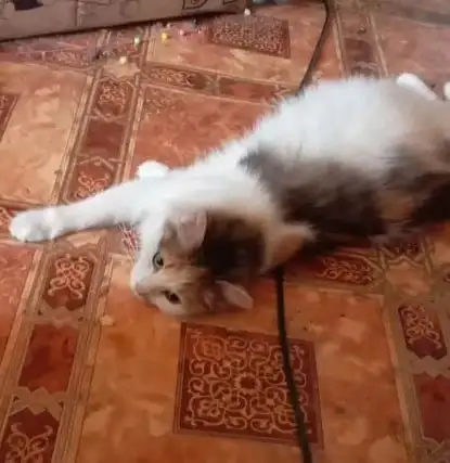 Отдам беременную кошку и/или котят в добрые руки - Кошки (Животные) в Пермь