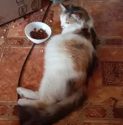 Отдам беременную кошку и/или котят в добрые руки - Кошки (Животные) в Пермь