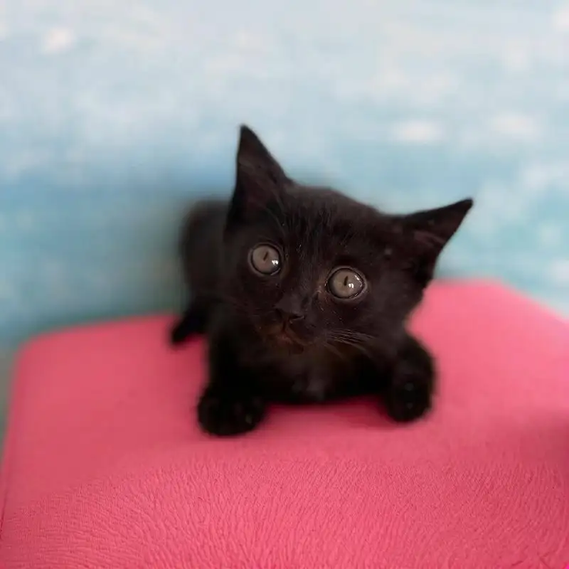 Котенок в добрые руки - Кошки (Животные) в Пермь