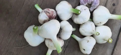 Продам чеснок - Пылесосы в Пермь