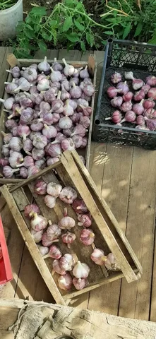 Горох, нут, фасоль и другие бобовые - Продукты питания в Пермь