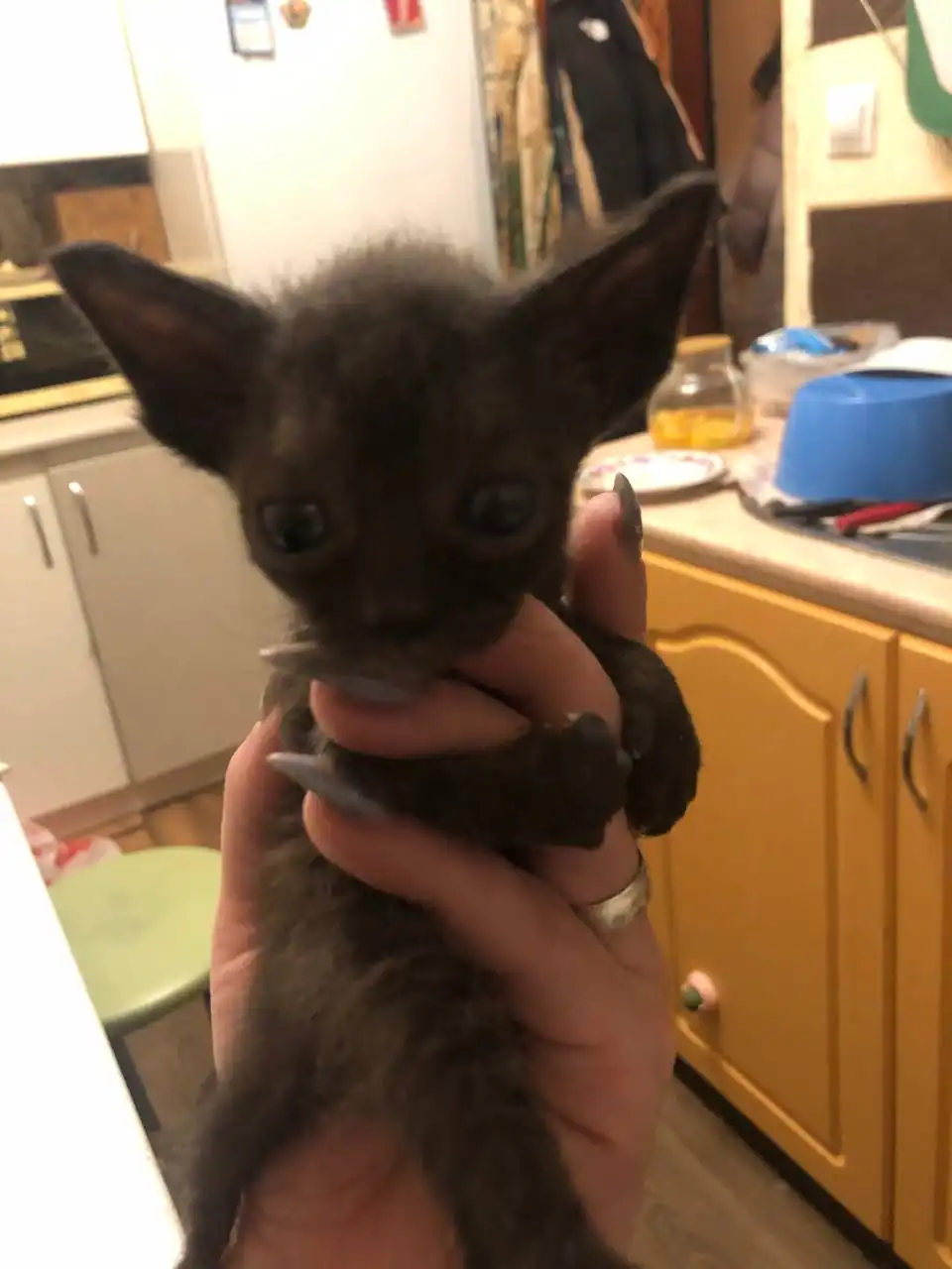 Отдам котят в Перми