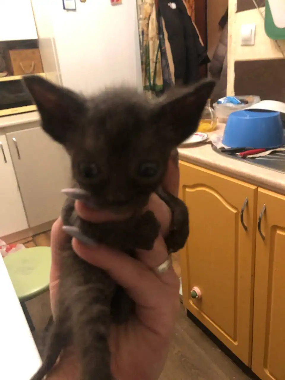 Отдам котят в Перми