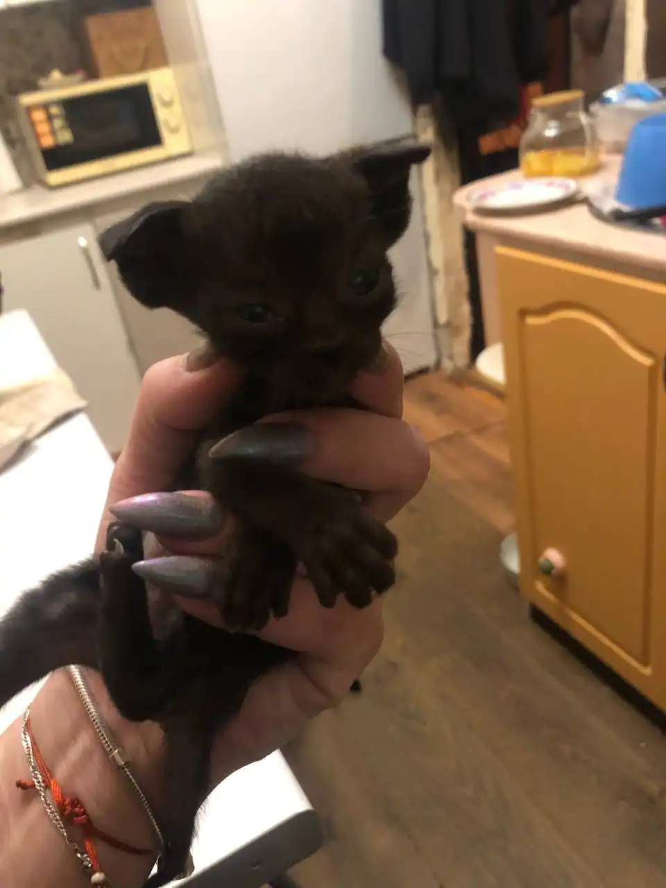 Отдам котят в Перми