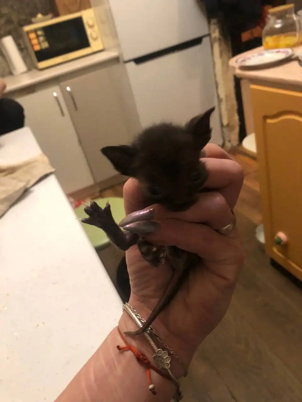 Отдам котят в Перми